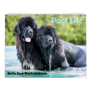 Calendrier de piscine de Newfoundlands d'ours de