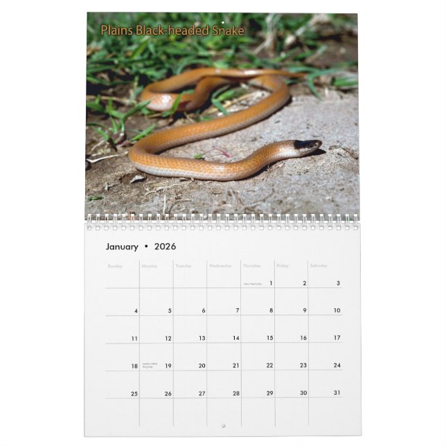 Calendrier de serpent (Jan 2026)