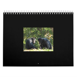calendrier de singes