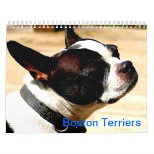 Calendrier de terriers de Boston