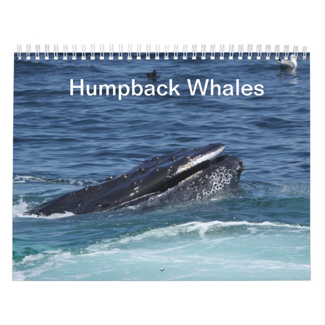 Calendrier des baleines à bosse 2014 (Protection)