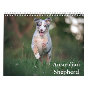 Calendrier des bergers australiens