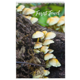 Calendrier des Champignons de Forêt