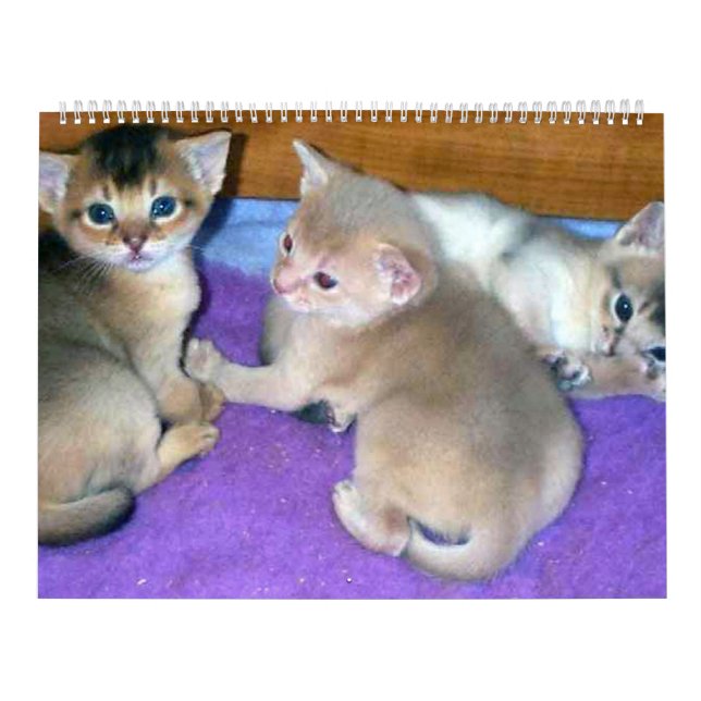 Calendrier des chats Aby Kittens (Protection)