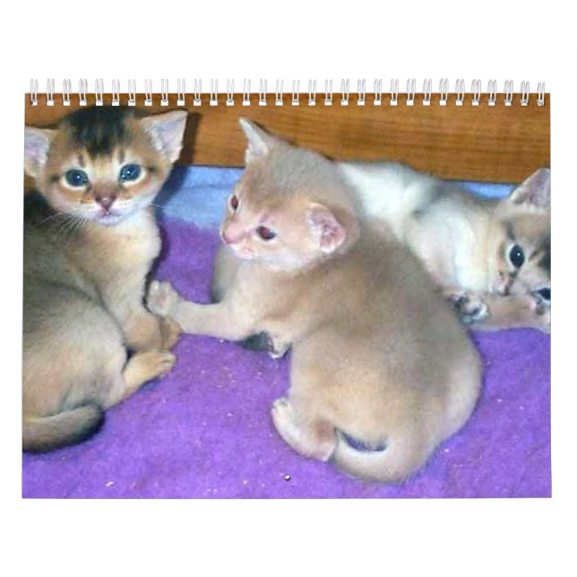Calendrier des chats abyssinais (Protection)