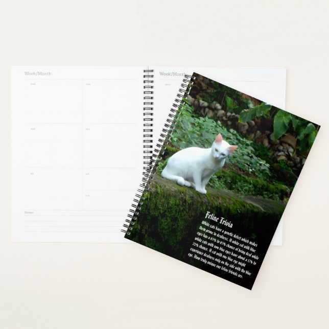 Calendrier des chats blancs (Devant avec enveloppe)