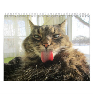Calendrier des chats de Maine Coon Kitty