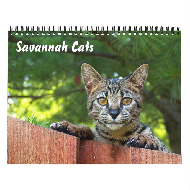 Calendrier des chats Serval Savannah (Protection)