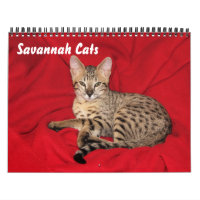 Calendrier des chats Serval Savannah