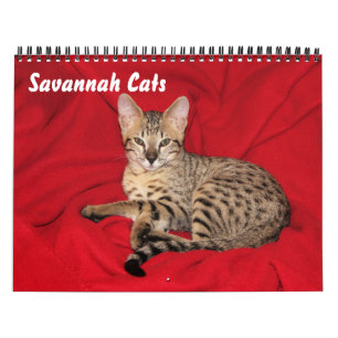 Calendrier des chats Serval Savannah