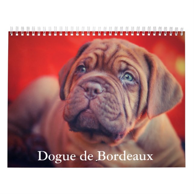 Calendrier des chiens Dogue de Bordeaux (Protection)
