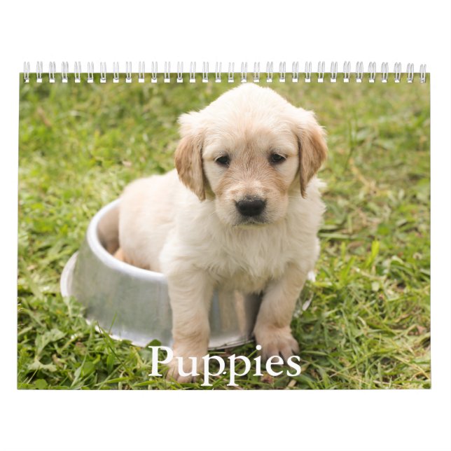 Calendrier des chiots (Protection)