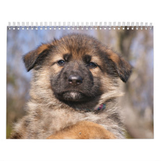 Calendrier des chiots allemands 2016