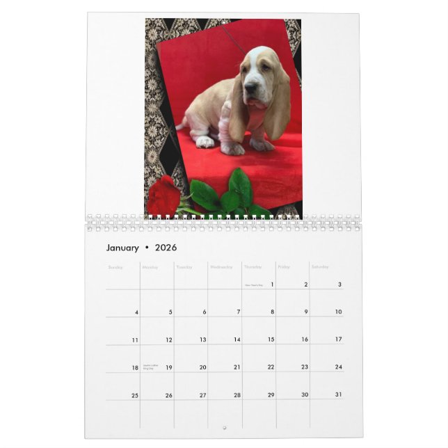 Calendrier des chiots de Basset hound (Jan 2026)