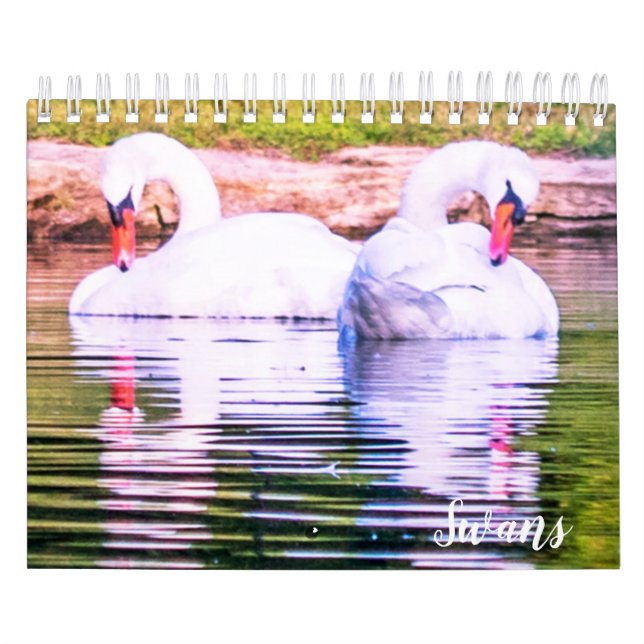 Calendrier des cygnes (Protection)