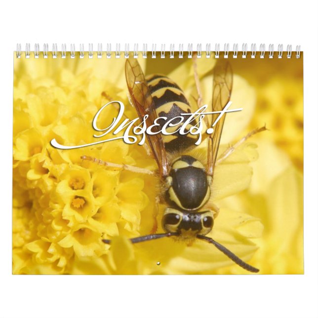 Calendrier des insectes 2013 (Protection)