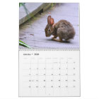 Calendrier des lapins sauvages