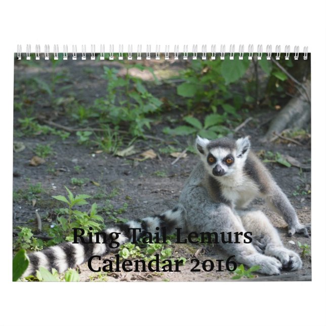 Calendrier des lémurs 2016 de queue d'anneau (Protection)