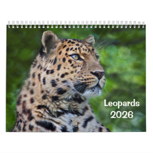 Calendrier des léopards