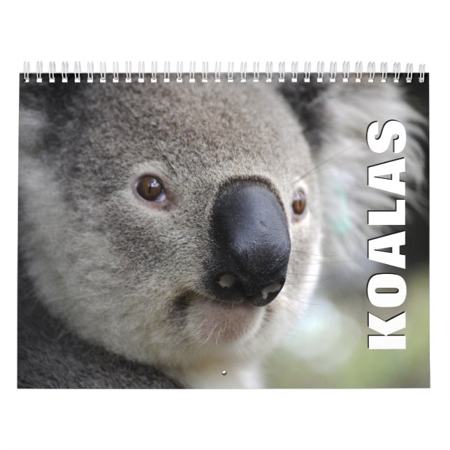 Calendrier des murs de Koalas (Protection)