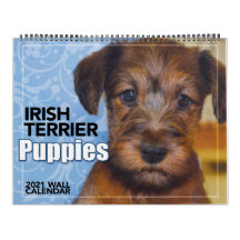 Calendrier des Murs de Terrier Puppies 2021 en Irl