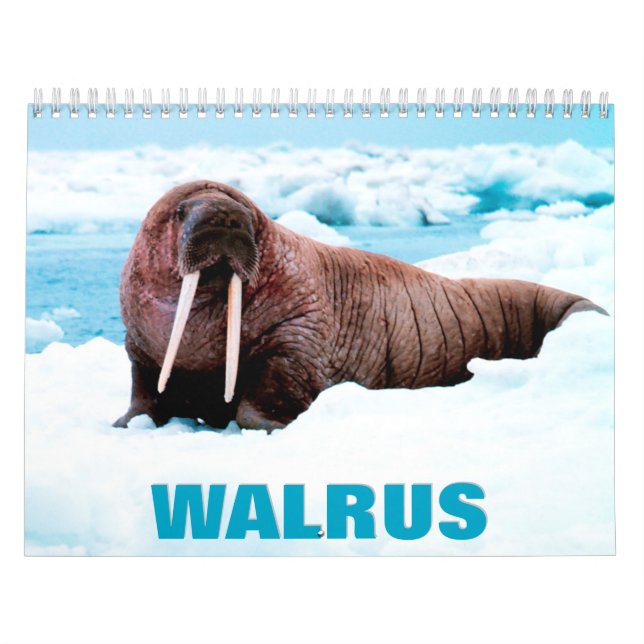 Calendrier des murs de Walrus (Protection)