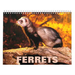Calendrier des murs des ferrets