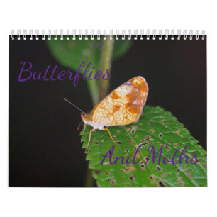Calendrier des papillons et des papillons