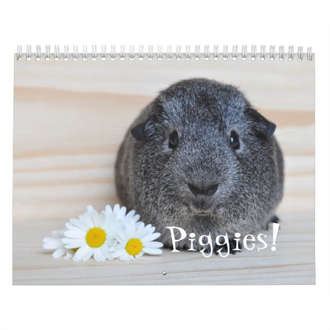 Calendrier des photos de porc de Guinée (Protection)