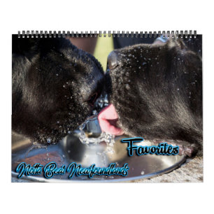Calendrier des photos préférées de Notta Bear