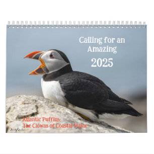 Calendrier des Puffins de l'Atlantique 2025