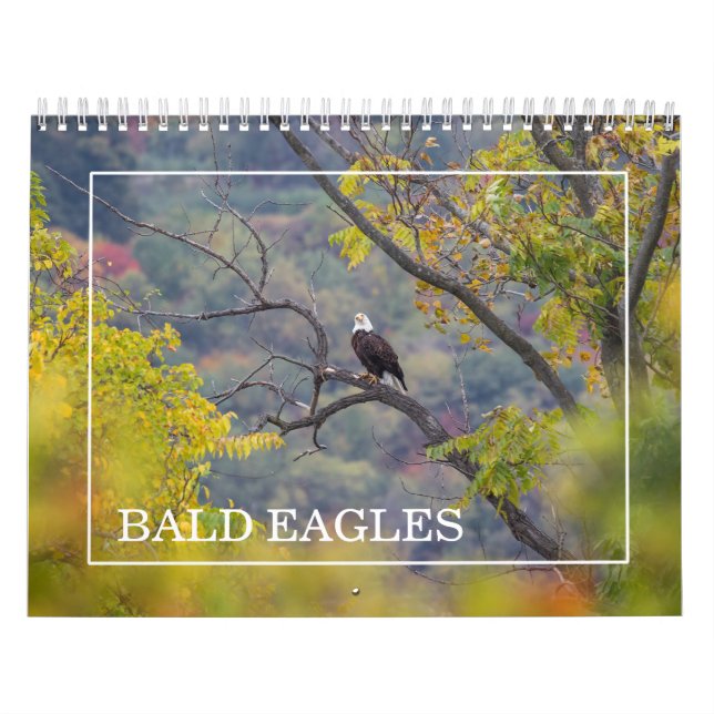 Calendrier des pygargues (Protection)