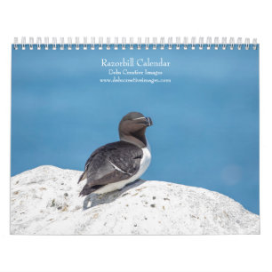 Calendrier des Razorbill 2025