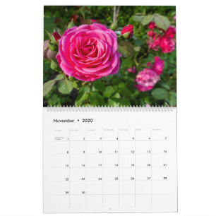 Calendrier des roses roses roses