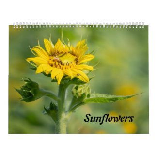 Calendrier des tournesols