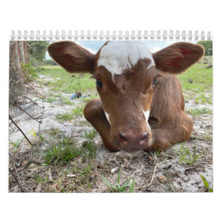 Calendrier des vaches 2024