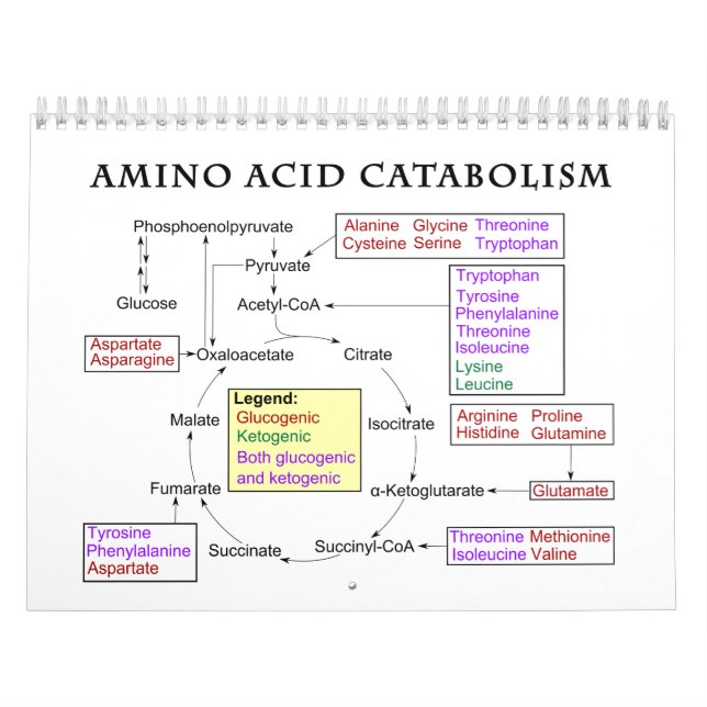 Calendrier Diagramme de catabolisme des acides aminés (Protection)