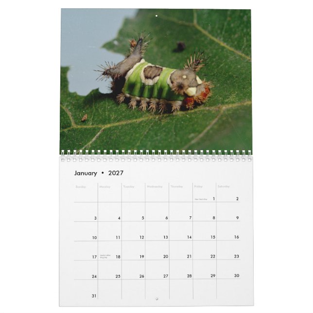 Calendrier d'insectes (Jan 2027)