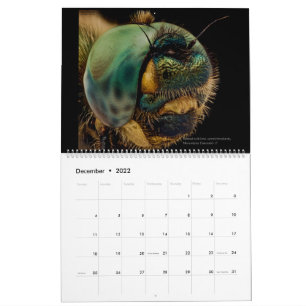 Calendrier Dragonflies 2022