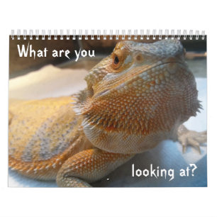 Calendrier DRÔLE impressionnant pour 2019