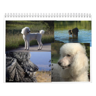 Calendrier du caniche 2011 standard