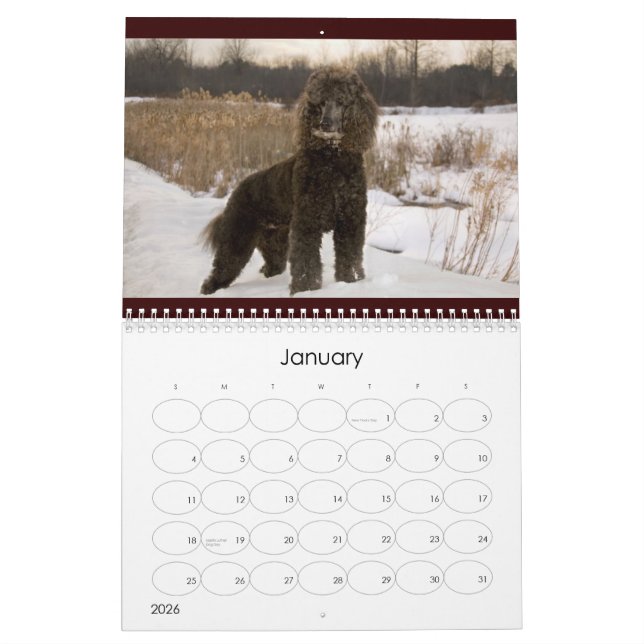 Calendrier du caniche 2011 standard (Jan 2026)