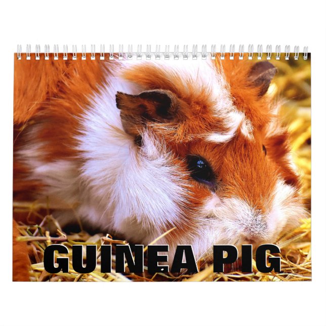 Calendrier du mur de porc de Guinée (Protection)
