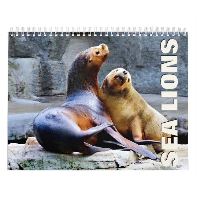 Calendrier du mur des lions de mer (Protection)