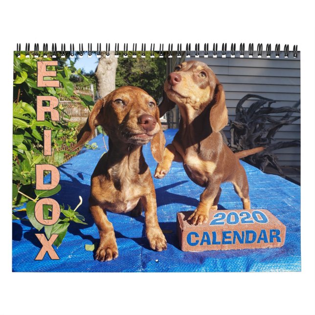 Calendrier Eridox Dachshunds 2020 (Protection)