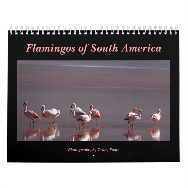 Calendrier Flamant rose sauvage Oiseaux d'Amérique du Sud (Protection)