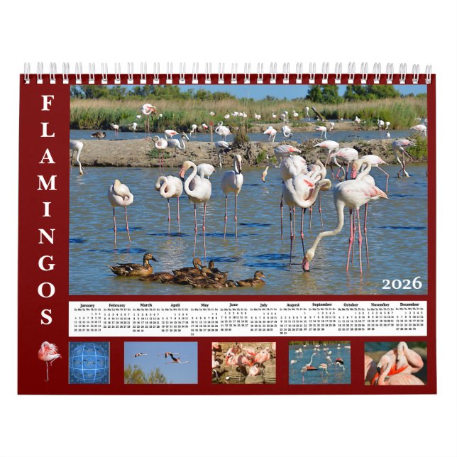 Calendrier Flamingos 12 month calendar (Protection)