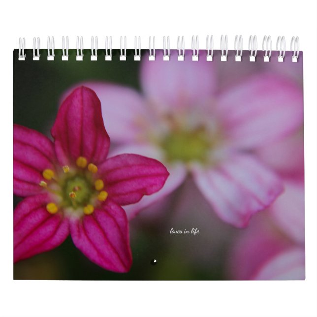 Calendrier Fleurs roses du jardin (Protection)
