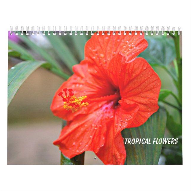 Calendrier Fleurs tropicales (Protection)