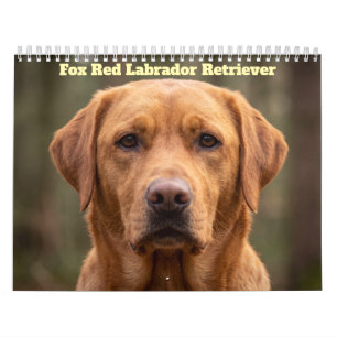 Calendrier Fox Red Labrador Retriever 2027